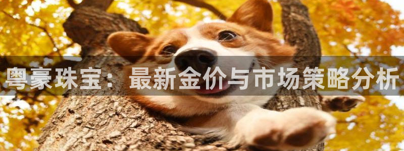 新航娱乐官网登录入口:粤豪珠宝:最新金价与市场策略分析